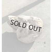 セール４０％オフ●南アルプス産 源流淡水 天然流木 （ 約４０×３５×１９cm）