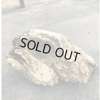 セール４０％オフ●南アルプス産 源流淡水 天然流木 （ 約４７×４１cm）