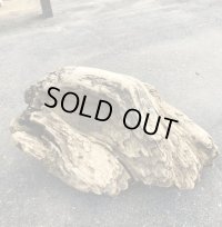 セール４０％オフ●南アルプス産 源流淡水 天然流木 （ 約４７×４１cm）