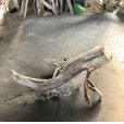 画像4: ●希少品●根流木●大型特大流木●南アルプス産 源流淡水 天然流木 特上品 （ 約５６×１０６×６３cm） (4)