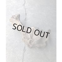 【セール20％オフ】特選流木●淡水流木 変形流木 天然流木 南信州産（ 約４０cm×１７cm）