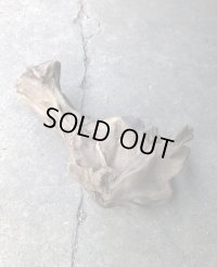 【セール20％オフ】特選流木●淡水流木 変形流木 天然流木 南信州産（ 約４０cm×１７cm）