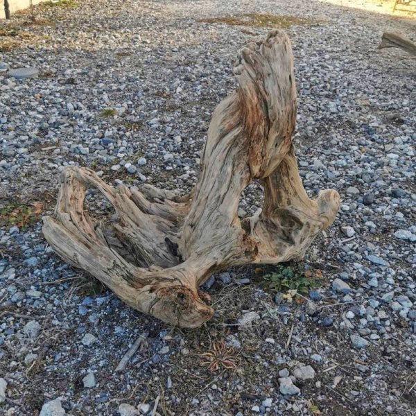 画像3: 厳選 大型流木●南信州産 源流淡水 天然流木 特上品 変形流木（ 約６０×４６×６１cm）
