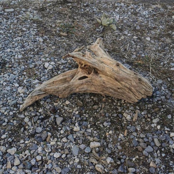 画像4: 厳選 大型流木●南信州産 源流淡水 天然流木 特上品 根流木（ 約８１×４７×３０cm）