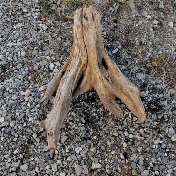 画像1: 厳選 大型流木●南信州産 源流淡水 天然流木 特上品 根流木（ 約７８×５５×６３cm）