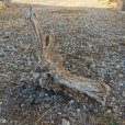 画像3: 厳選 大型流木●南信州産 源流淡水 天然流木 特上品 根流木（ 約７７×６２×３８cm） (3)