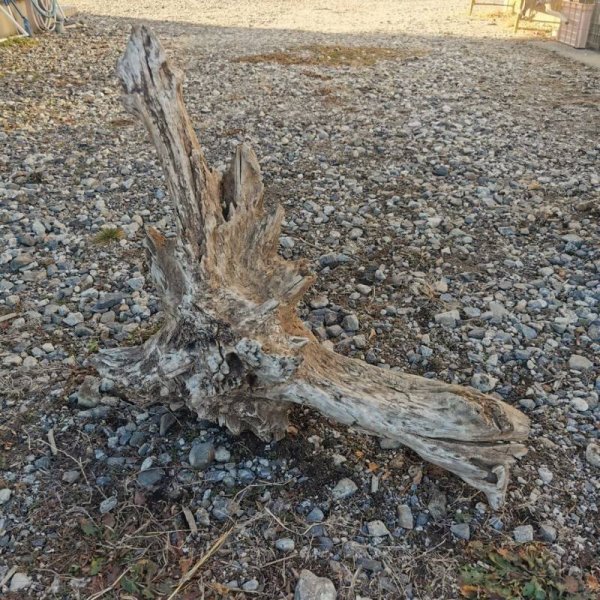 画像3: 厳選 大型流木●南信州産 源流淡水 天然流木 特上品 根流木（ 約７７×６２×３８cm）