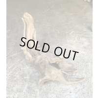【特選流木】淡水 天然流木 南信州産（ 約３４×１１cm）