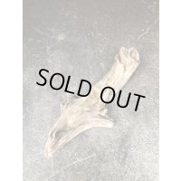 【特選流木】淡水 天然流木 南信州産（ 約４７×幅７.６〜１９cm）