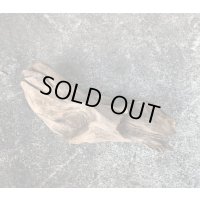 【厳選流木】淡水 天然流木 南信州産（ 約３１×１２cm）