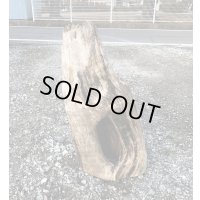 大型流木● 南信州産 源流淡水 天然流木 特上品 変形 穴（ 約６２×３１cm）
