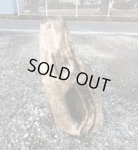 大型流木● 南信州産 源流淡水 天然流木 特上品 変形 穴（ 約６２×３１cm）