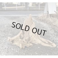 【厳選品】特大流木● 南信州産 源流淡水 天然流木 特上品 根流木（ 約９０×６０×２０cm）大型流木