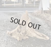 【厳選品】特大流木● 南信州産 源流淡水 天然流木 特上品 根流木（ 約９０×６０×２０cm）大型流木