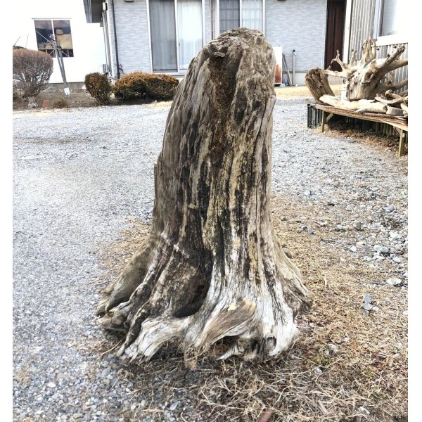 画像1: 【特大流木】 南信州産 源流淡水 天然流木 特上品 根流木（ 約８６×６２×６０cm）大型流木