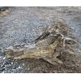 画像2: 【特大流木】 南信州産 源流淡水 天然流木 特上品 根流木（ 約８６×６２×６０cm）大型流木 (2)