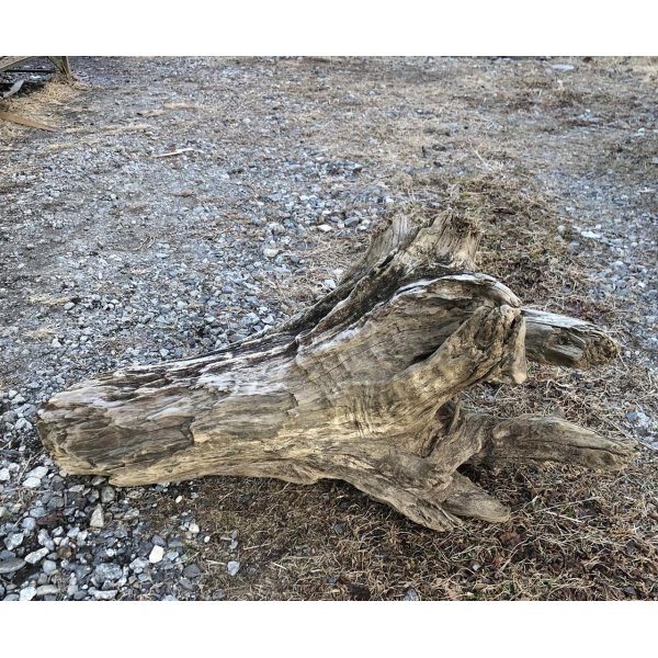 画像2: 【特大流木】 南信州産 源流淡水 天然流木 特上品 根流木（ 約８６×６２×６０cm）大型流木