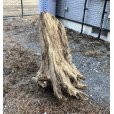 画像4: 【特大流木】 南信州産 源流淡水 天然流木 特上品 根流木（ 約８６×６２×６０cm）大型流木 (4)