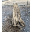 画像3: 【特大流木】 南信州産 源流淡水 天然流木 特上品 根流木（ 約８６×６２×６０cm）大型流木 (3)