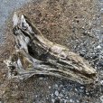 画像5: 【特大流木】 南信州産 源流淡水 天然流木 特上品 根流木（ 約８６×６２×６０cm）大型流木 (5)
