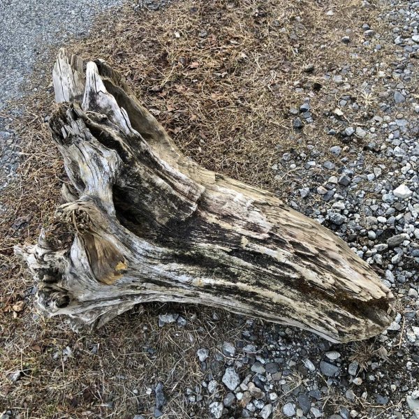 画像5: 【特大流木】 南信州産 源流淡水 天然流木 特上品 根流木（ 約８６×６２×６０cm）大型流木
