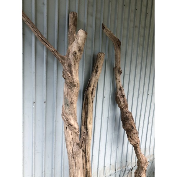 画像2: 【希少・一点物】南信州産 天然流木 変形枝流木 淡水流木【全長159〜202cm 幅5〜11.9cm】｜｜いけばな・インテリア・DIY・ドライフラワー素材などに最適