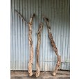 画像1: 【希少・一点物】南信州産 天然流木 変形枝流木 淡水流木【全長159〜202cm 幅5〜11.9cm】｜｜いけばな・インテリア・DIY・ドライフラワー素材などに最適 (1)