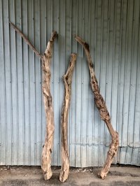【希少・一点物】南信州産 天然流木 変形枝流木 淡水流木【全長159〜202cm 幅5〜11.9cm】｜｜いけばな・インテリア・DIY・ドライフラワー素材などに最適