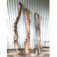 画像1: 【希少・一点物（太め流木）】南信州産 天然流木 太い枝流木（淡水流木）【全長142〜176cm 幅6.6〜16.8cm】｜キャットタワー・爬虫類ケージ・インテリア・DIY素材などに最適 (1)