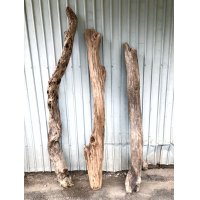 【希少・一点物（太め流木）】南信州産 天然流木 太い枝流木（淡水流木）【全長142〜176cm 幅6.6〜16.8cm】｜キャットタワー・爬虫類ケージ・インテリア・DIY素材などに最適