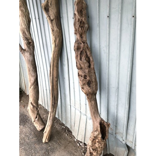 画像3: 【希少・一点物】南信州産 天然流木 変形枝流木 淡水流木【全長159〜202cm 幅5〜11.9cm】｜｜いけばな・インテリア・DIY・ドライフラワー素材などに最適