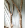 画像2: 【希少・一点物（太め枝分かれ流木）】南信州産 天然流木 太い枝流木（淡水流木）【全長232〜272cm 幅7.3〜11.6cm】｜キャットタワー・爬虫類ケージ・インテリア・DIY素材などに最適 (2)