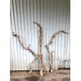 画像2: 【希少・一点物】南信州産 天然流木 変形枝流木 まがり/枝分かれ流木 淡水流木【全長118〜138cm 幅2.3〜6.8cm】｜｜いけばな・インテリア・DIY・ドライフラワー素材などに最適 (2)