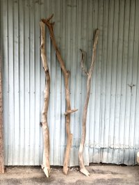 【希少・一点物】南信州産 天然流木 変形枝流木 淡水流木【全長216〜233cm 幅3.9〜9.4cm】｜｜いけばな・インテリア・DIY・ドライフラワー素材などに最適