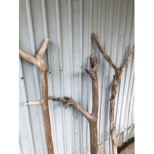 画像2: 【希少・一点物】南信州産 天然流木 変形枝流木 まがり/枝分かれ流木 淡水流木【全長129〜144cm 幅2.6〜5.2cm】｜｜いけばな・インテリア・DIY・ドライフラワー素材などに最適