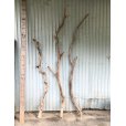 画像1: 【希少・一点物】南信州産 天然流木 変形枝流木 まがり/枝分かれ流木 淡水流木【全長177〜242cm 幅3.1〜10cm】｜｜いけばな・インテリア・DIY・ドライフラワー素材などに最適 (1)