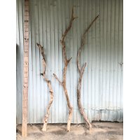 【希少・一点物】南信州産 天然流木 変形枝流木 まがり/枝分かれ流木 淡水流木【全長177〜242cm 幅3.1〜10cm】｜｜いけばな・インテリア・DIY・ドライフラワー素材などに最適