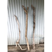 【希少・一点物】南信州産 天然流木 変形枝流木 まがり/枝分かれ流木 淡水流木【全長126〜156cm 幅3.8〜7.3cm】｜｜いけばな・インテリア・DIY・ドライフラワー素材などに最適