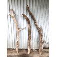 画像1: 【希少・一点物】南信州産 天然流木 変形枝流木 まがり/枝分かれ流木 淡水流木【全長123〜152cm 幅5.3〜10.2cm】｜｜いけばな・インテリア・DIY・ドライフラワー素材などに最適 (1)