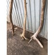 画像3: 【希少・根付き幹流木】南信州産 天然流木 変形枝根流木 まがり/枝分かれ流木 淡水流木【全長115〜147cm】｜｜いけばな・インテリア・DIY・ドライフラワー素材などに最適 (3)