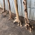 画像3: 【希少・根付き幹流木】南信州産 天然流木 変形枝根流木 まがり/枝分かれ流木 淡水流木【全長187〜240cm】｜｜いけばな・インテリア・DIY・ドライフラワー素材などに最適 (3)