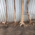 画像2: 【希少・根付き幹流木】南信州産 天然流木 変形枝根流木 まがり/枝分かれ流木 淡水流木【全長187〜240cm】｜｜いけばな・インテリア・DIY・ドライフラワー素材などに最適 (2)