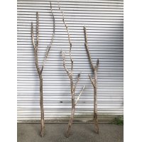 【通販不可】【希少・枝分かれ多】南信州産 天然流木 変形枝流木 まがり/枝分かれ流木 淡水流木【全長246〜299cm 】｜｜いけばな・インテリア・DIY・ドライフラワー素材などに最適