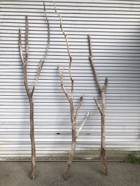 【通販不可】【希少・枝分かれ多】南信州産 天然流木 変形枝流木 まがり/枝分かれ流木 淡水流木【全長246〜299cm 】｜｜いけばな・インテリア・DIY・ドライフラワー素材などに最適