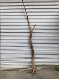 【通販不可】【特選・特大根付き幹流木】南信州産 天然流木 変形枝根流木 まがり/枝分かれ流木 淡水流木【全長304cm】｜｜いけばな・インテリア・DIY・ドライフラワー素材などに最適