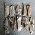 画像2: 格安流木お得セット●南信州産 淡水天然流木【M大〜Ｌサイズ】１０個セット まとめ売り 通販 格安セット 流木【チランジア着床・ドライフラワー・ディスプレイ・インテリア】 (2)