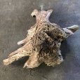 画像2: 【特大流木】南信州産 源流淡水 天然流木（ 約１０４×８６×５０cm）大型流木 特大流木 大きな流木  根流木 (2)
