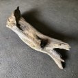 画像3: 【特大流木】南信州産 源流淡水 天然流木（ 約１５１×３１×３２cm）大型流木 特大流木 大きな流木  根流木 (3)