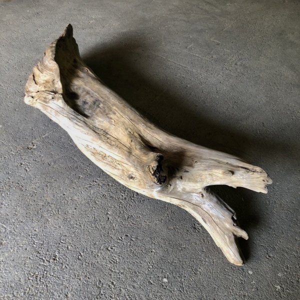画像3: 【特大流木】南信州産 源流淡水 天然流木（ 約１５１×３１×３２cm）大型流木 特大流木 大きな流木  根流木