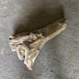 画像2: 【特大流木】南信州産 源流淡水 天然流木（ 約７３×４３×３０cm）大型流木 特大流木 大きな流木 根流木 (2)